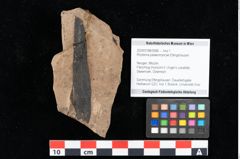 Foto (Objekt + Etikett) von Rhytisma palaeomyricae Ettingshausen (NHMW-GEO-2024-0188-0086)